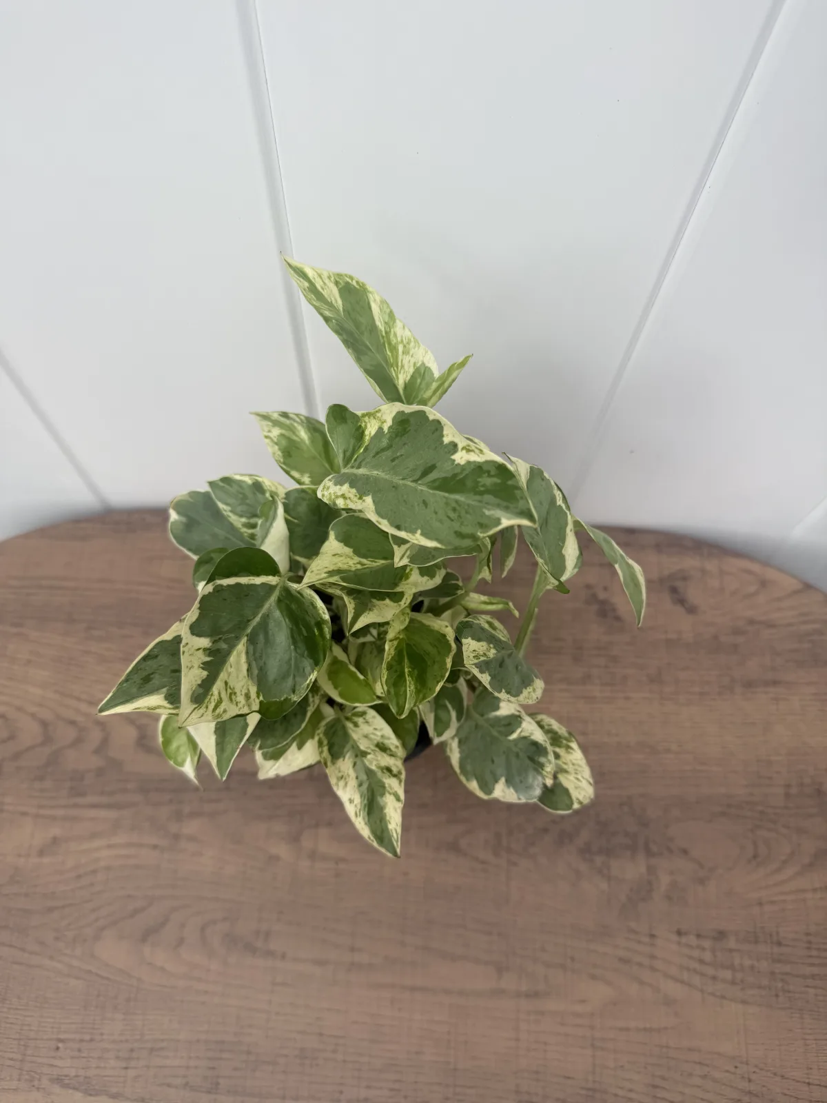 Pearls and Jade Pothos photo 2