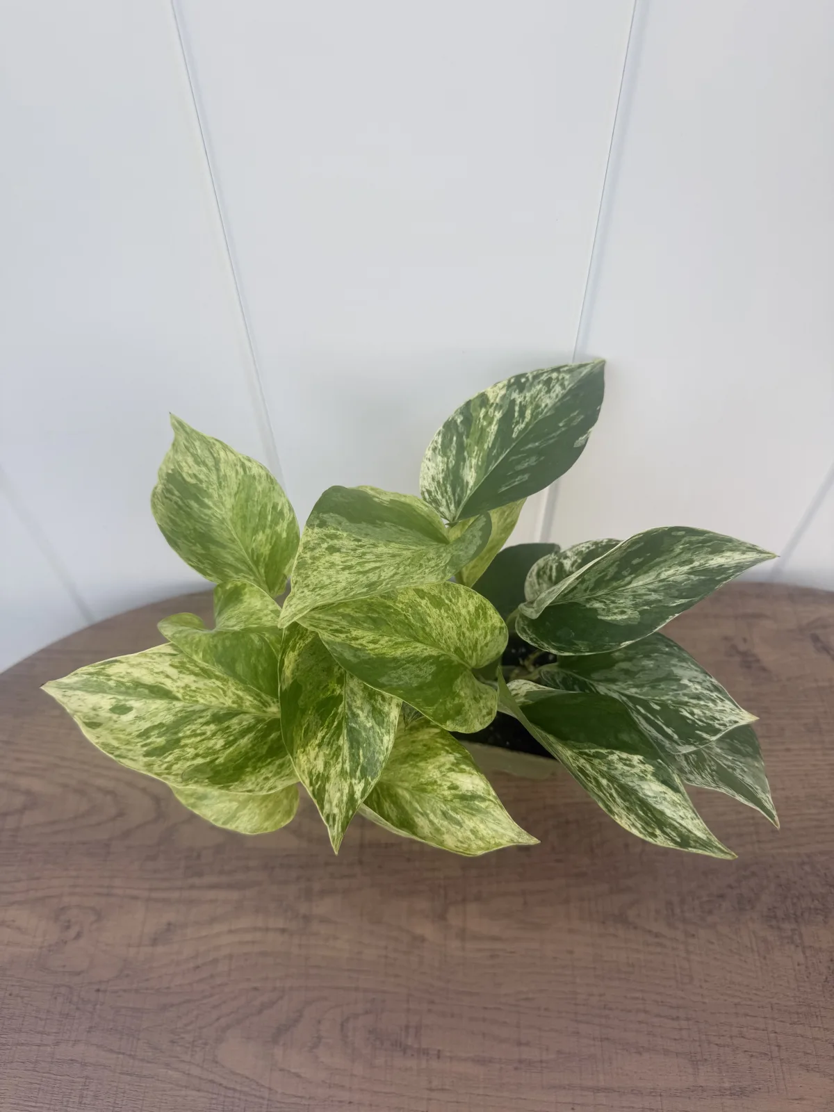 Marble Queen Pothos