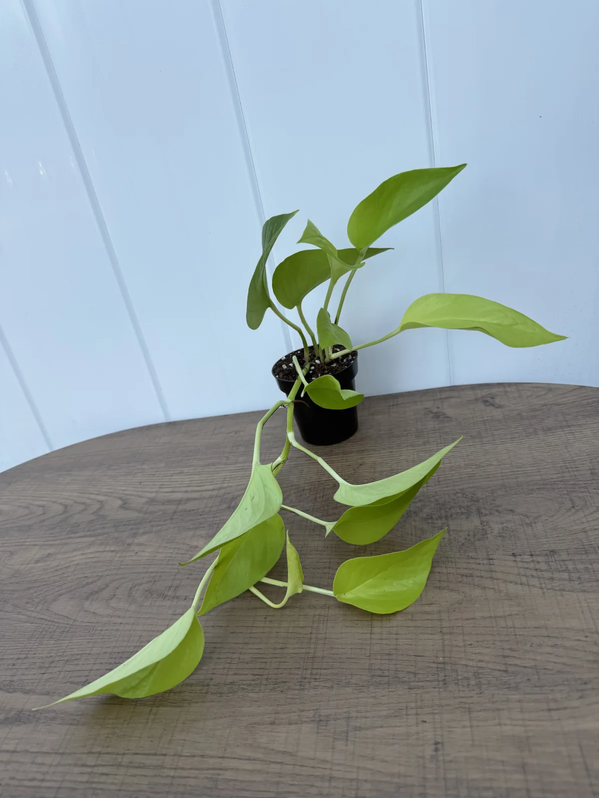 Neon Pothos photo 2
