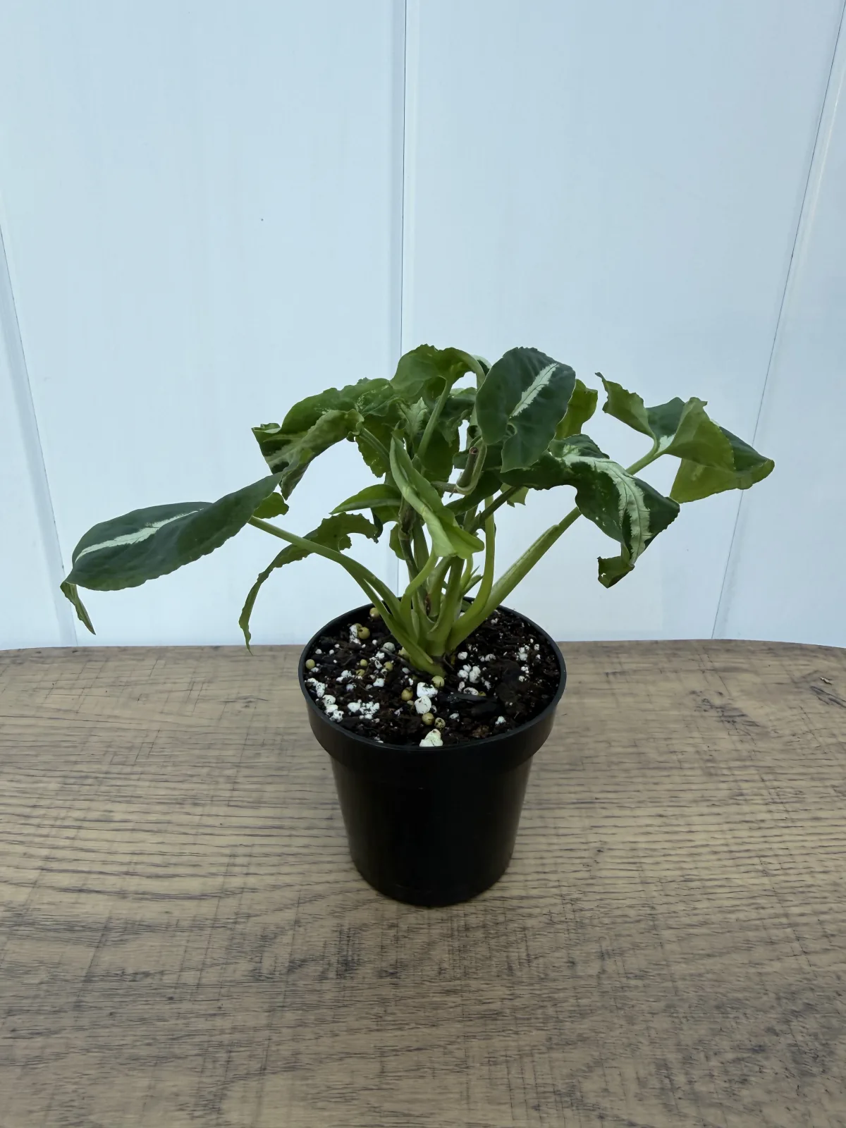 Silver Vein Arrowhead Plant photo 2