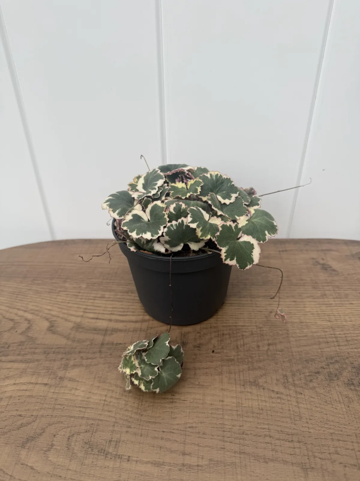 Variegated Strawbery Begonia