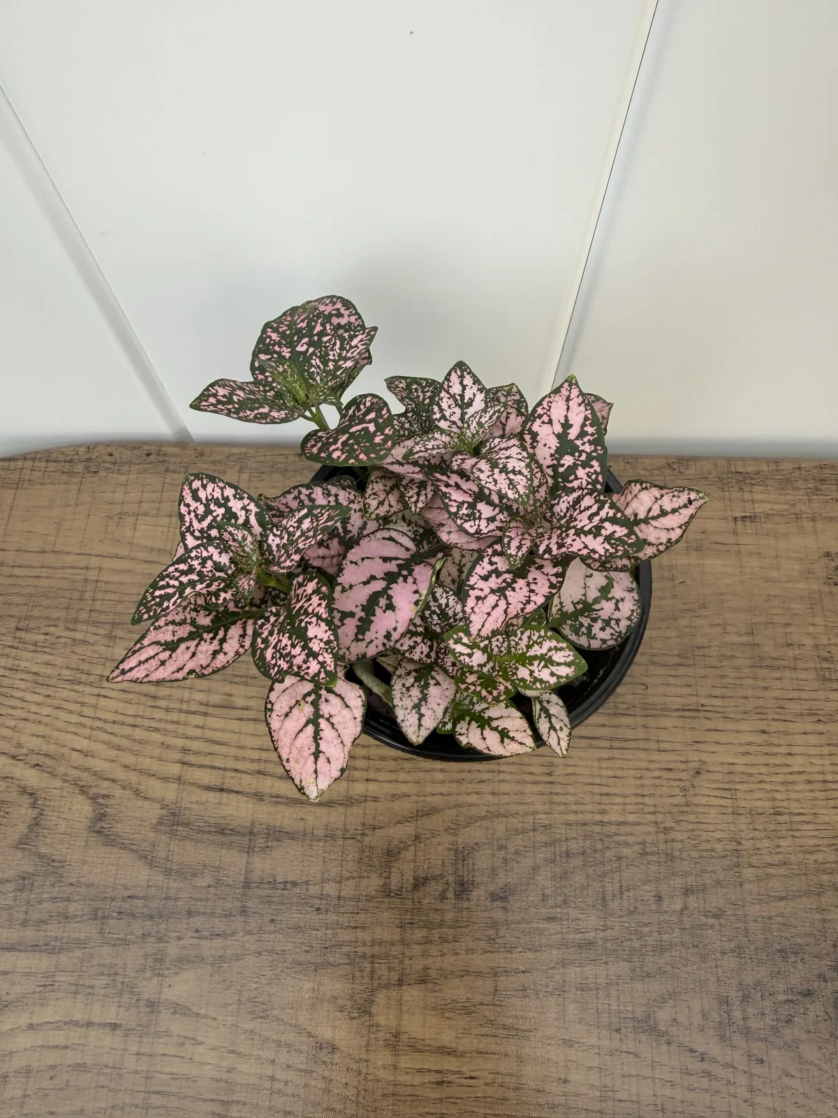Pink Polka Dot Plant photo 2