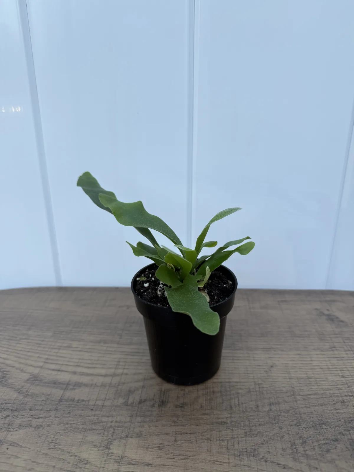 Staghorn Fern photo 2
