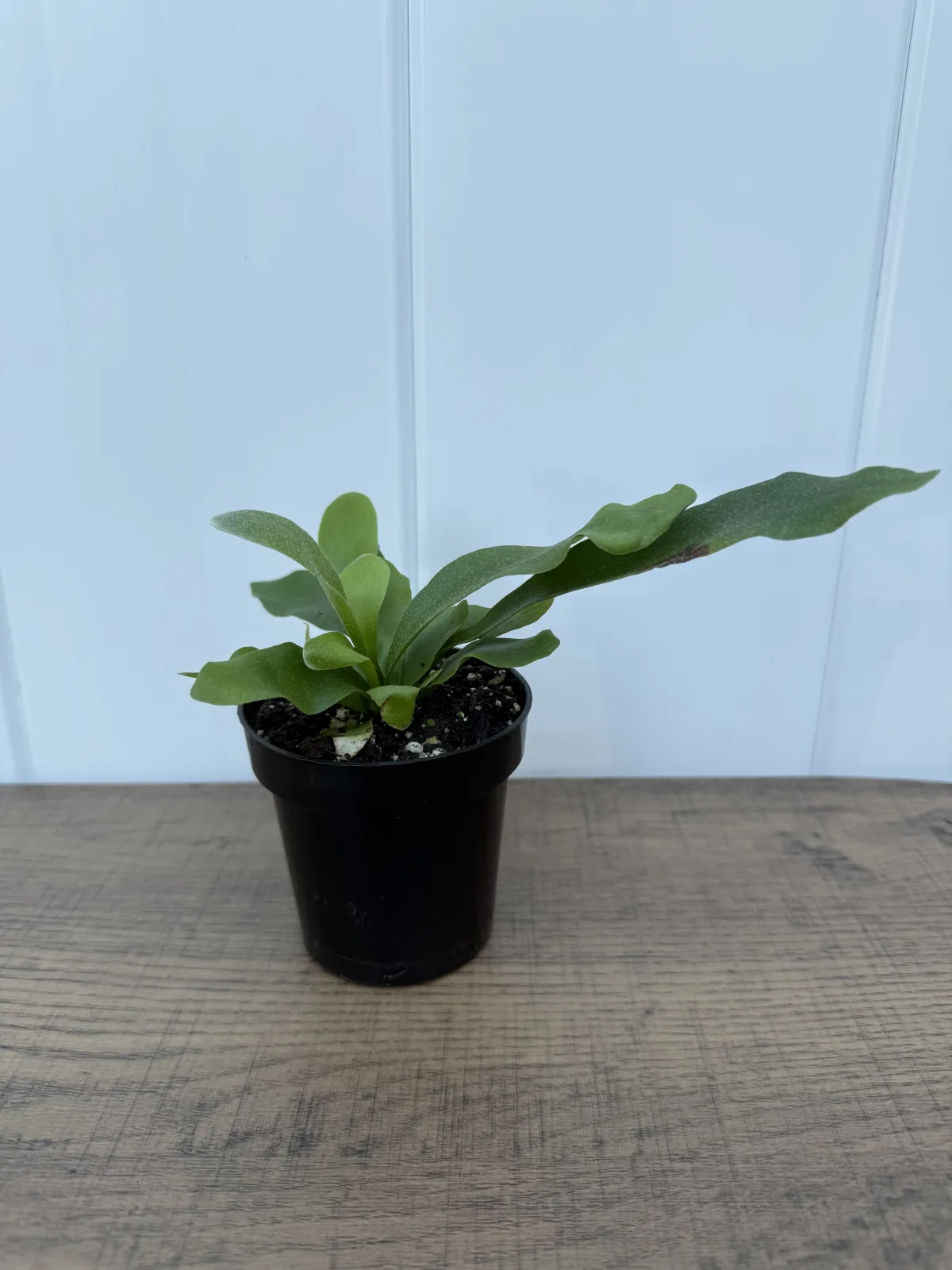 Staghorn Fern