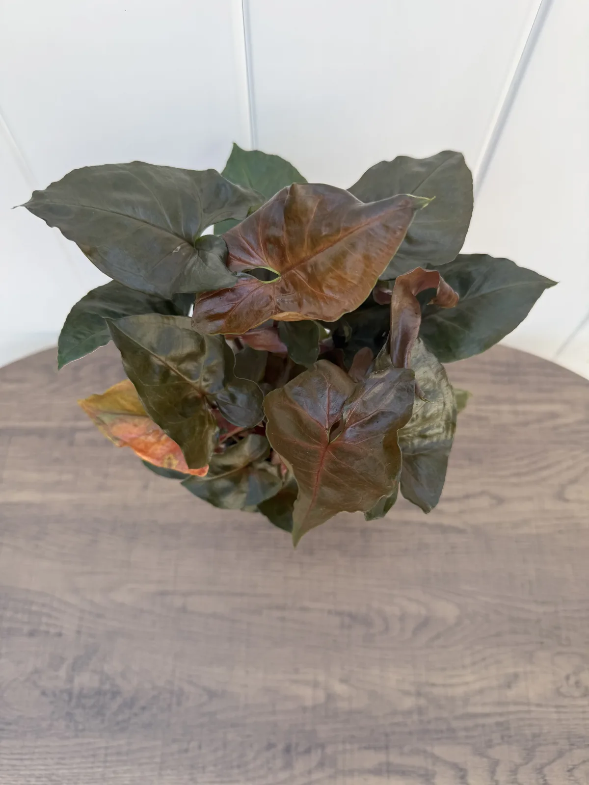 Maria Allusion Arrowhead Plant photo 2