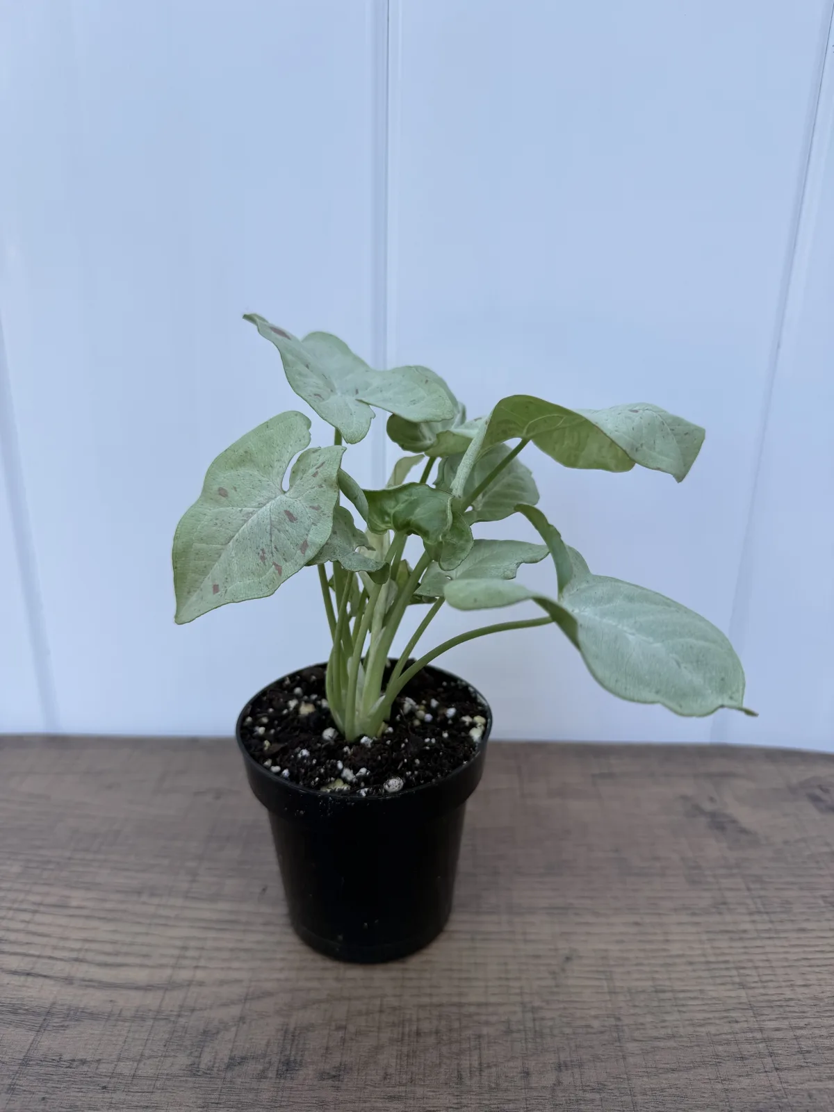 Milk Confetti Arrowhead Plant