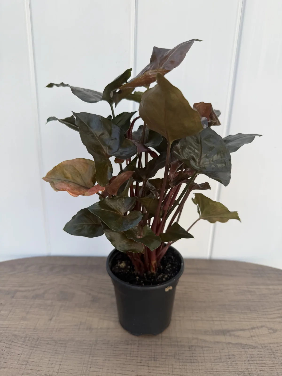 Maria Allusion Arrowhead Plant