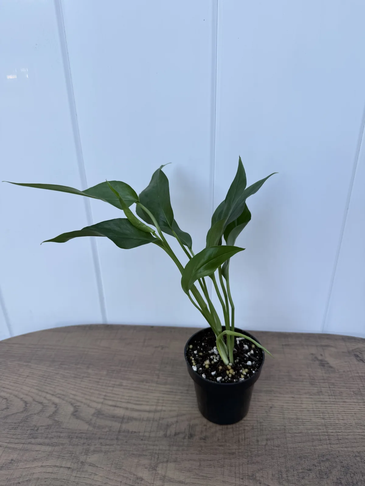 Baltic Blue Pothos photo 2