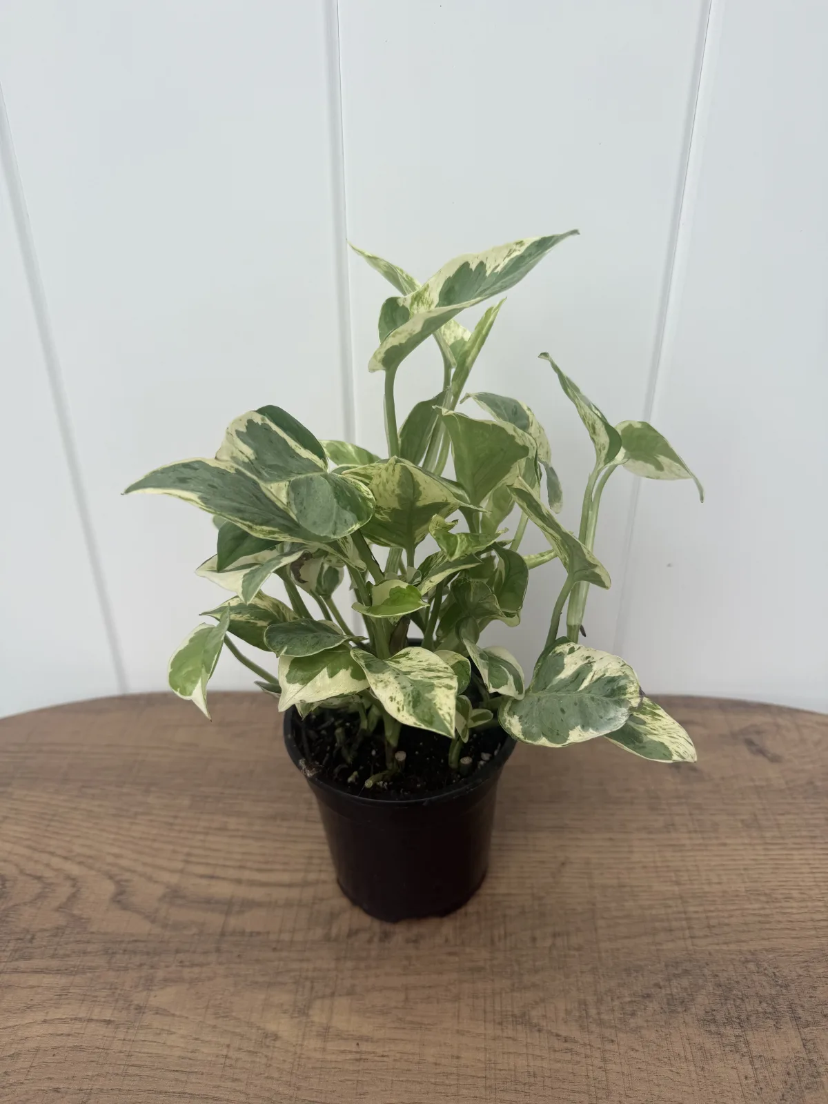 Pearls and Jade Pothos