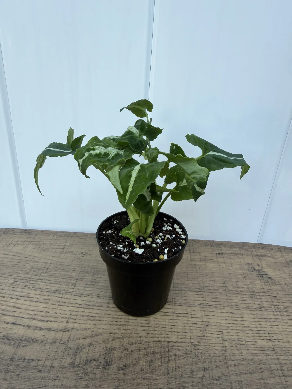 Silver Vein Arrowhead Plant