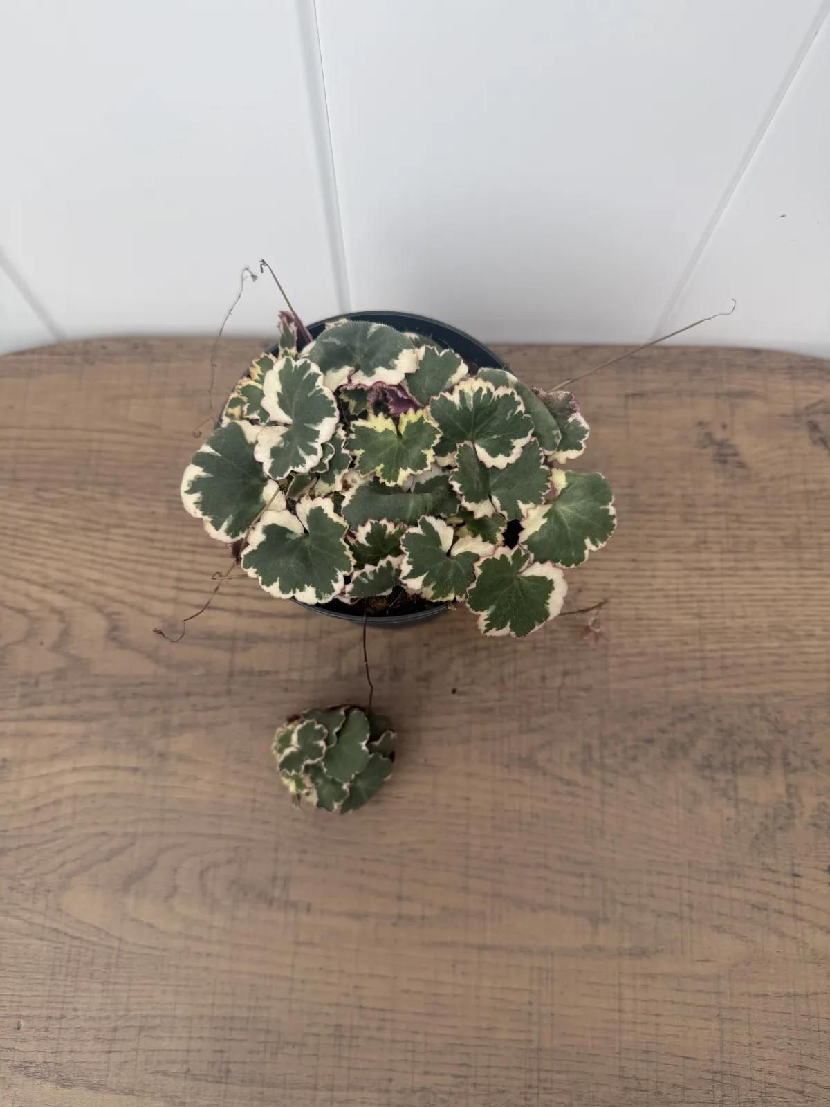 Variegated Strawbery Begonia photo 2