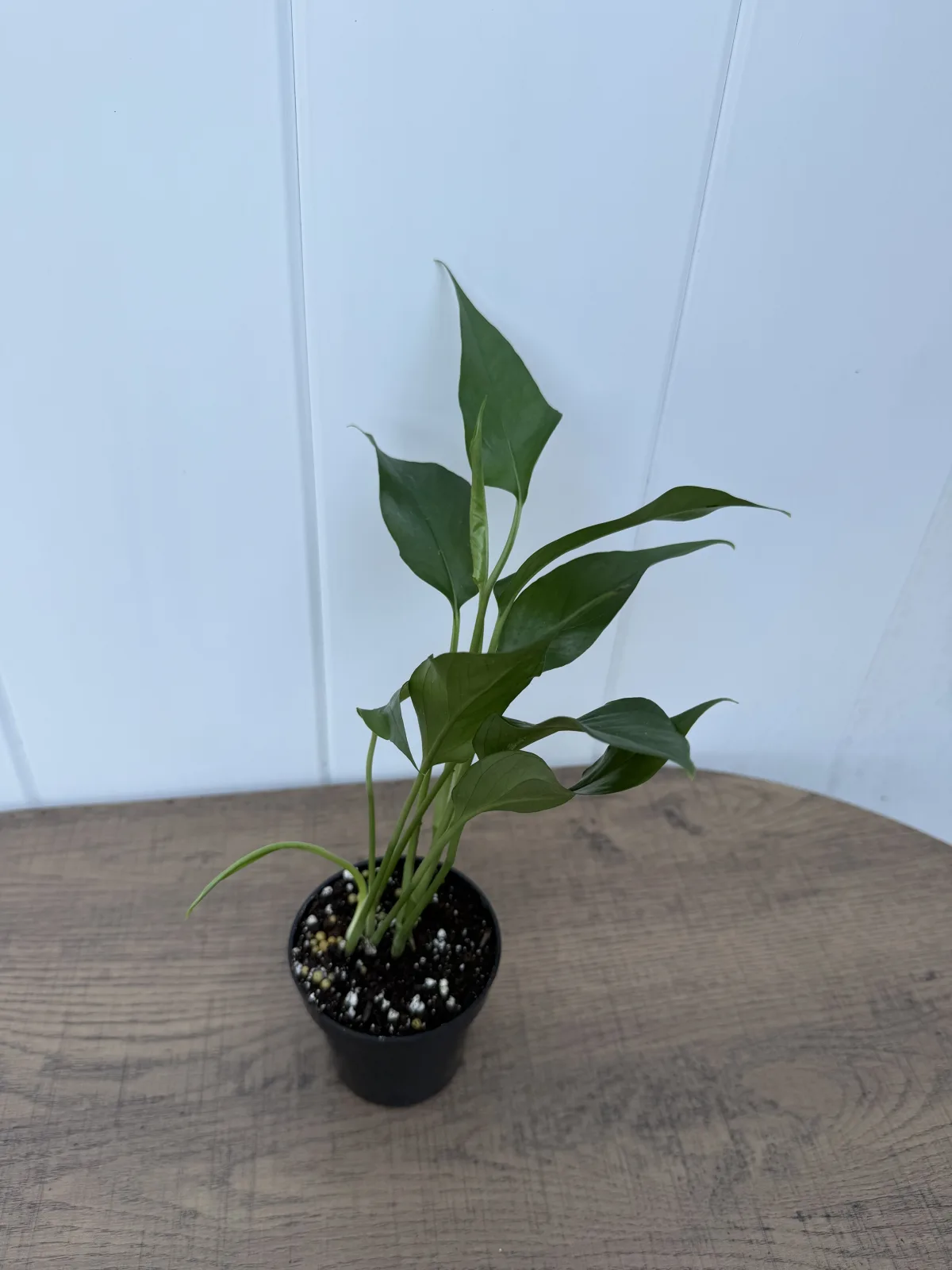 Baltic Blue Pothos