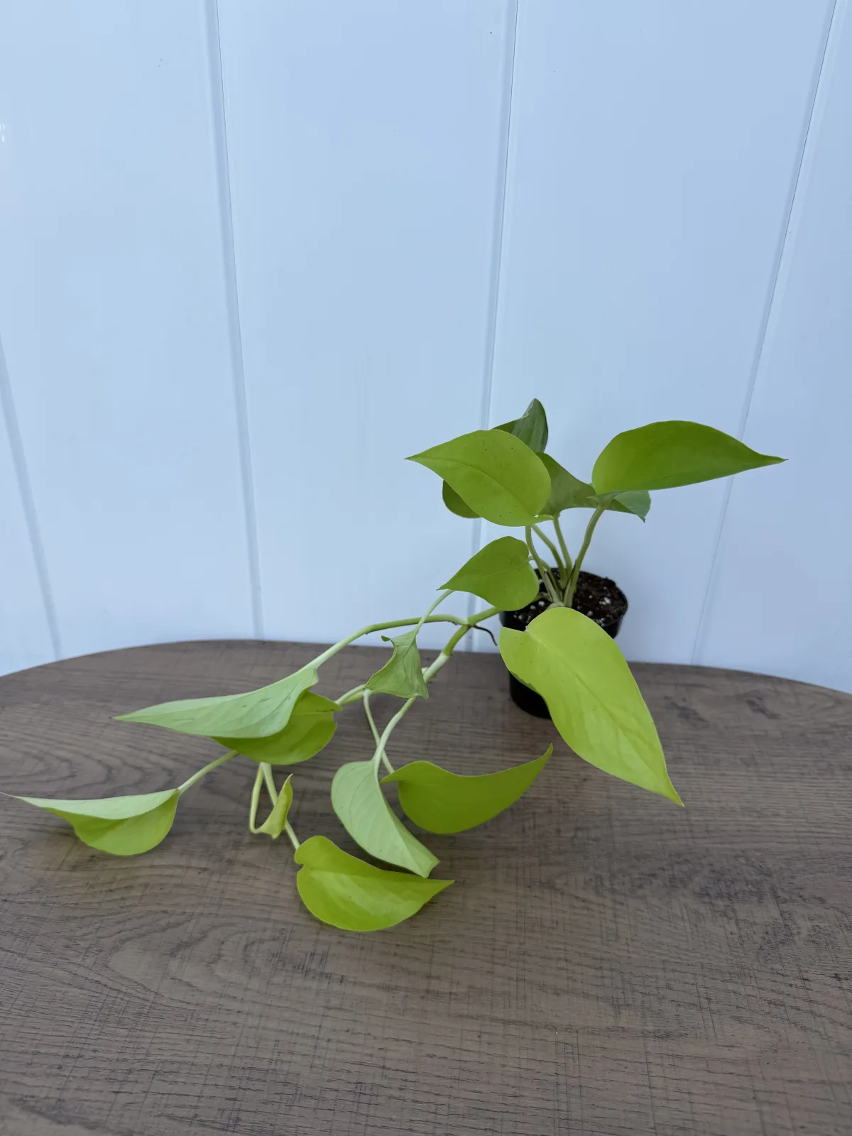 Neon Pothos