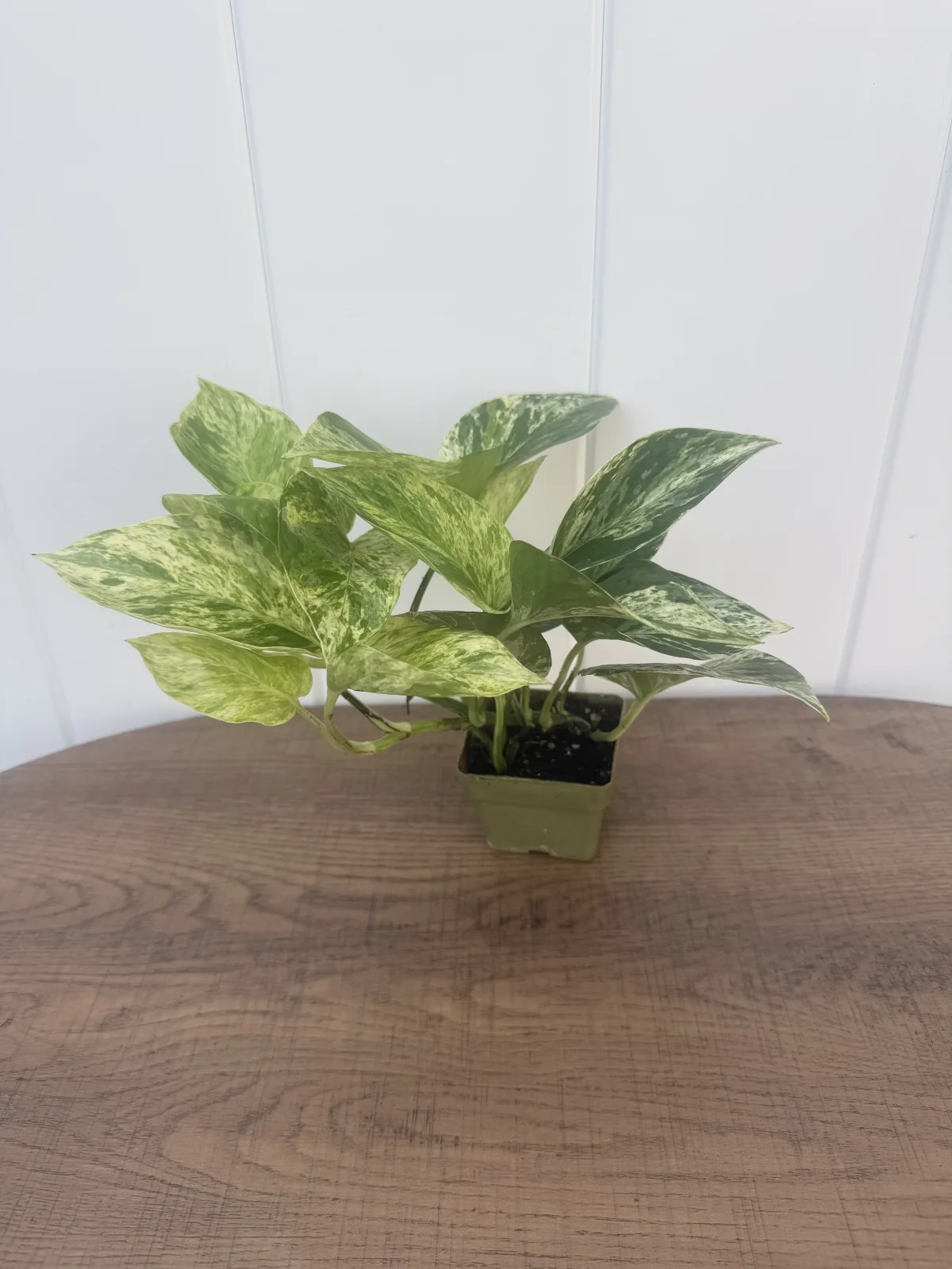 Marble Queen Pothos photo 2
